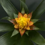 Bromelia