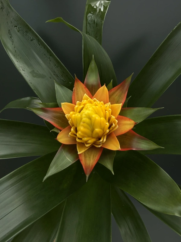 IMG_7512 Bromelia - Image 1