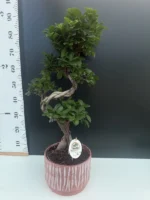 Ficus Bonsai - Microcarpa Ginseng - Image 3