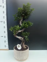 Ficus Bonsai - Microcarpa Ginseng - Image 2