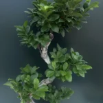 Ficus Bonsai - Microcarpa Ginseng