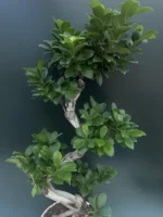 Ficus Bonsai - Microcarpa Ginseng