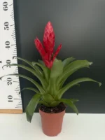 Vriesea - Image 2