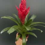 Vriesea