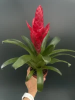 Vriesea