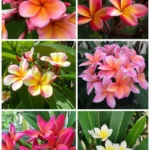 Plumeria Rubra mix Color