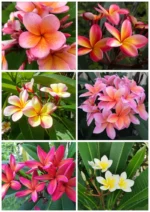 Plumeria Rubra mix Color