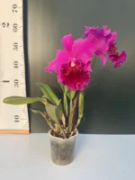 Cattleya - Purple XXL Flower - Image 2