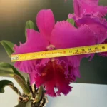 Cattleya - Purple XXL Flower