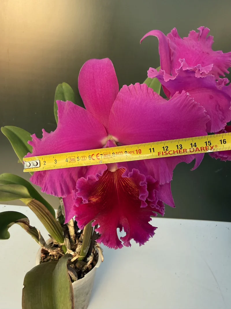 IMG_7691 Cattleya - Purple XXL Flower - Image 1
