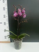 Phalaenopsis - Cha Cha "Splash" - Image 2