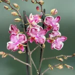 Phalaenopsis - Cha Cha "Splash"
