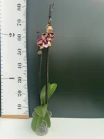 Phalaenopsis JC Maidanglu Big Lip - Image 2
