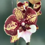 Phalaenopsis JC Maidanglu Big Lip