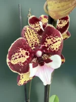 Phalaenopsis JC Maidanglu Big Lip