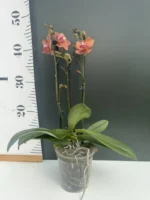 Phalaenopsis - Orange Velvet - Image 2