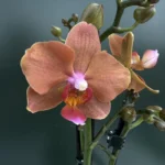 Phalaenopsis - Orange Velvet