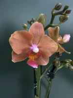 Phalaenopsis - Orange Velvet