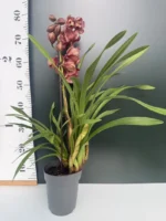 Cymbidium - Light Red - Image 2