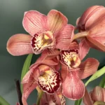 Cymbidium - Light Red