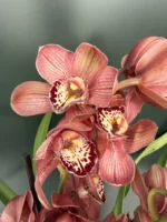 Cymbidium - Light Red