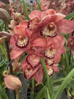 Cymbidium - Light Red - Image 3