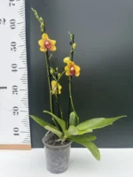 Phalaenopsis - Ark's Kaiulani - Image 2