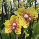 Phalaenopsis - Ark's Kaiulani