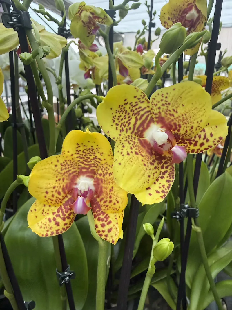 IMG_7834 Phalaenopsis - Ark's Kaiulani - Image 1