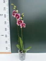 Phalaenopsis Elegant "Dream Diamond" - Image 2