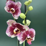 Phalaenopsis Elegant "Dream Diamond"