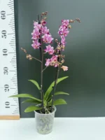 Phalaenopsis - Cha Cha "Splash" Peloric - Image 2