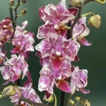 Phalaenopsis - Cha Cha "Splash" Peloric