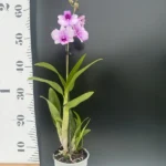 Dendrobium Bigibbum White-Pink