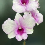 Dendrobium Bigibbum White-Pink