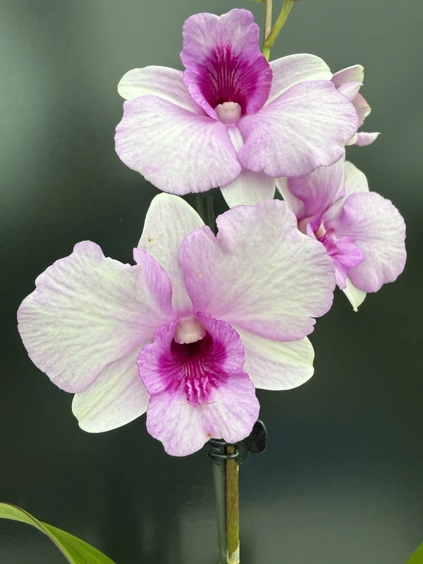 Dendrobium Bigibbum White-Pink