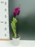 Dendrobium Bigibbum Fuchsia - Image 2
