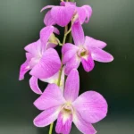 Dendrobium Bigibbum Pink