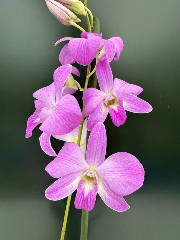 IMG_8093 Dendrobium Bigibbum Pink - Image 1