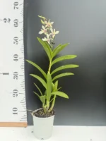 Dendrobium Bigibbum Off-White - Image 2