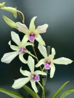 Dendrobium Bigibbum Off-White