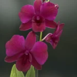 Dendrobium Bigibbum Fuchsia