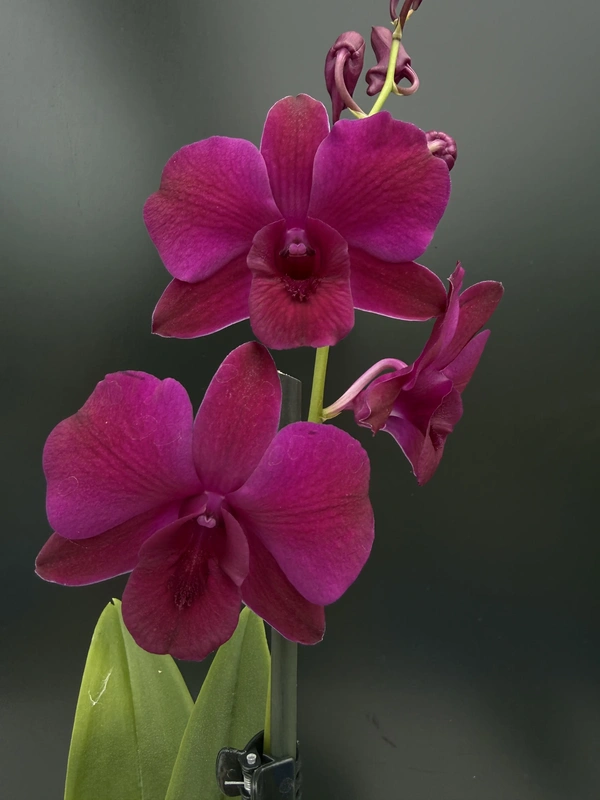 IMG_8096 Dendrobium Bigibbum Fuchsia - Image 1